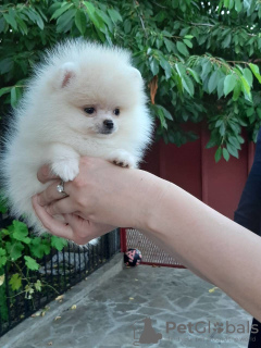 Photo №4. I will sell pomeranian in the city of Warsaw. private announcement - price - 1471$