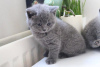 Photo №1. british shorthair - for sale in the city of Гамбург | 317$ | Announcement № 96087