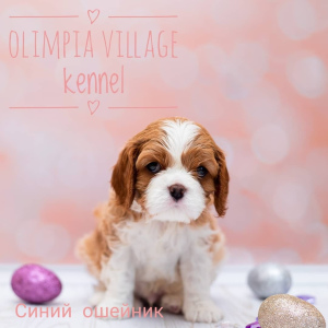 Photo №4. I will sell cavalier king charles spaniel in the city of Moscow. from nursery - price - 1370$