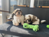 Photo №1. shih tzu - for sale in the city of Dundee | negotiated | Announcement № 27553