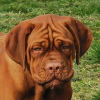 Photo №1. dogue de bordeaux - for sale in the city of Minsk | negotiated | Announcement № 10985