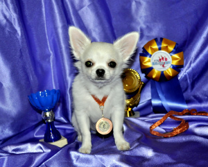 Photo №1. chihuahua - for sale in the city of Москва | 544$ | Announcement № 1419