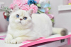 Photo №1. british shorthair - for sale in the city of Dnipro | 650$ | Announcement № 36927