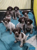 Photo №3. Lovely German shorthaired pointer ready to go. Germany