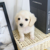 Photo №1. non-pedigree dogs - for sale in the city of Texas City | 800$ | Announcement № 9391