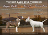 Additional photos: Typical bull terrier puppies