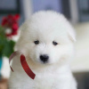 Photo №1. samoyed dog - for sale in the city of Даллас | 1200$ | Announcement № 11670