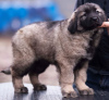 Additional photos: Yugoslav Shepherd Dog - Sharplaninec puppies