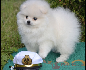Photo №3. Pomeranian puppy. Russian Federation