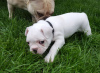 Photo №1. Kauniita ranskanbulldogin pentuja in the city of Helsinki. Price - 528$. Announcement № 117233