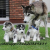 Photo №1. siberian husky - for sale in the city of Роттердам | 350$ | Announcement № 41542