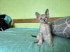 Additional photos: Don Sphynx kittens