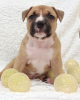 Photo №4. I will sell american staffordshire terrier in the city of Minsk. from nursery - price - 532$