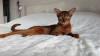Additional photos: Purebred Abyssinian girl