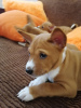 Photo №2 to announcement № 93597 for the sale of basenji - buy in Ukraine breeder