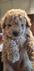 Photo №2 to announcement № 51100 for the sale of poodle (toy) - buy in United States private announcement
