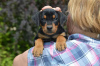 Photo №1. german pinscher - for sale in the city of Minsk | 679$ | Announcement № 66330
