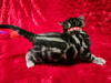 Photo №2 to announcement № 121715 for the sale of bengal cat - buy in Russian Federation breeder