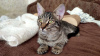 Photo №3. A brave tiger cub - kitten Oscar is looking for a home!. Russian Federation