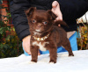 Photo №4. I will sell chihuahua in the city of St. Petersburg. breeder - price - negotiated