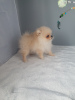 Photo №4. I will sell pomeranian in the city of Kaluga. breeder - price - 1479$