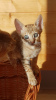 Photo №3. Healthy Savannah Kittens with for sale now. Germany