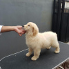 Photo №3. Healthy cute adorable and socialized Golden retriever puppies available. Germany