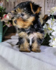 Photo №3. Purebred Mini Yorkshire puppies for sale. . Germany