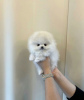 Photo №2 to announcement № 112084 for the sale of pomeranian - buy in Belarus private announcement