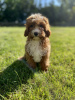 Additional photos: Cavapoo Poodle & Cavalier Beautiful female Welcome!!
