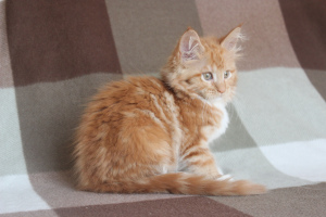 Photo №4. I will sell maine coon in the city of Ulyanovsk. from nursery - price - 314$
