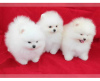 Photo №1. pomeranian - for sale in the city of Novosibirsk | 591$ | Announcement № 11968