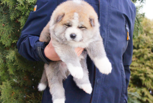 Photo №2 to announcement № 4224 for the sale of akita - buy in Ukraine from nursery