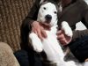 Photo №3. American Staffashier Terrier for sale. Russian Federation