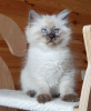 Photo №2 to announcement № 99262 for the sale of ragdoll - buy in Canada private announcement