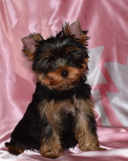 Photo №3. Puppies Yorkshire terrier, two girls.. Russian Federation