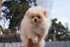 Photo №2 to announcement № 43103 for the sale of pomeranian - buy in Russian Federation breeder
