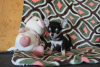 Photo №4. I will sell chihuahua in the city of Валенсия. from nursery - price - 951$