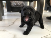 Photo №4. I will sell newfoundland dog in the city of Żmigród. breeder - price - 572$