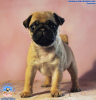 Photo №1. pug - for sale in the city of Minsk | 780$ | Announcement № 24297