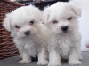 Photo №1. maltese dog - for sale in the city of Франкфурт-на-Майне | negotiated | Announcement № 32478