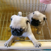 Photo №2 to announcement № 69125 for the sale of pug - buy in United Kingdom 