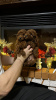 Photo №1. poodle (toy) - for sale in the city of Анталья | negotiated | Announcement № 32255