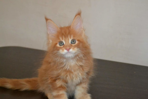 Photo №1. maine coon - for sale in the city of Екатеринбург | Negotiated | Announcement № 4701