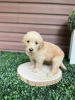 Photo №4. I will sell golden retriever in the city of Kreivilä. private announcement - price - Is free