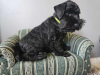 Additional photos: Black miniature schnauzer with a passport