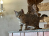 Additional photos: Scottish cat, female, SFS 71 n24, WCF pedigree