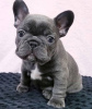 Photo №1. french bulldog - for sale in the city of Зальцбург | Is free | Announcement № 95635
