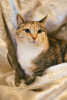 Additional photos: Sunny cat Mixi. As many as three kilograms of positivity.