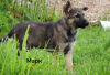 Additional photos: Charming puppies Mark and Mira are urgently looking for a home